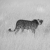 Ghepardo / Cheetah at Bagatelle Game Ranch - Kalahari Desert, Namibia